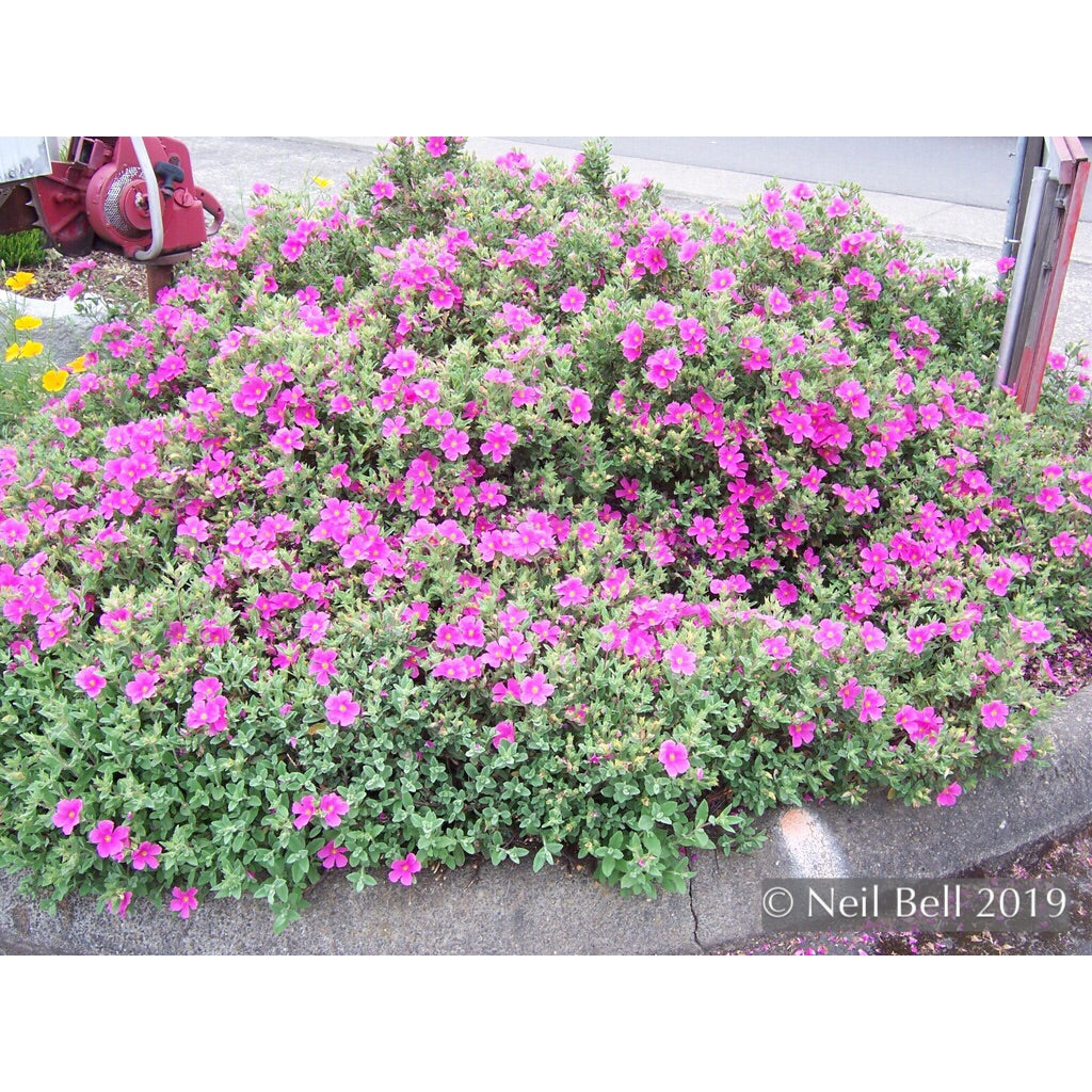 Shrubs ~ Cistus x pulverulentus 'Sunset', Sunset Rock Rose ~ Dancing Oaks Nursery and Gardens ~ Retail Nursery ~ Mail Order Nursery