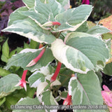 Shrubs ~ Fuchsia fulgens 'Variegata', Variegated Brilliant Fuchsia ~ Dancing Oaks Nursery and Gardens ~ Retail Nursery ~ Mail Order Nursery