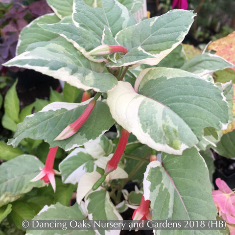 Shrubs ~ Fuchsia fulgens 'Variegata', Variegated Brilliant Fuchsia ~ Dancing Oaks Nursery and Gardens ~ Retail Nursery ~ Mail Order Nursery