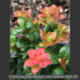 Shrubs ~ Vaccinium nummularia, Coin Whortleberry ~ Dancing Oaks Nursery and Gardens ~ Retail Nursery ~ Mail Order Nursery