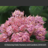Shrubs ~ Hydrangea aspera ssp sargentiana ~ Dancing Oaks Nursery and Gardens ~ Retail Nursery ~ Mail Order Nursery