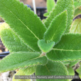 Perennials ~ Sinningia 'Invasion Force', Hardy Pink Gloxinia ~ Dancing Oaks Nursery and Gardens ~ Retail Nursery ~ Mail Order Nursery