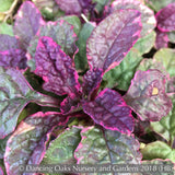 Ground Covers ~ Ajuga reptans 'Burgundy Glow', Bugleweed ~ Dancing Oaks Nursery and Gardens ~ Retail Nursery ~ Mail Order Nursery