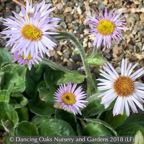 Perennials ~ Erigeron pulchellus 'Meadow Muffin' ~ Dancing Oaks Nursery and Gardens ~ Retail Nursery ~ Mail Order Nursery