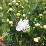 Shrubs ~ Luma apiculata, Chilean Myrtle ~ Dancing Oaks Nursery and Gardens ~ Retail Nursery ~ Mail Order Nursery