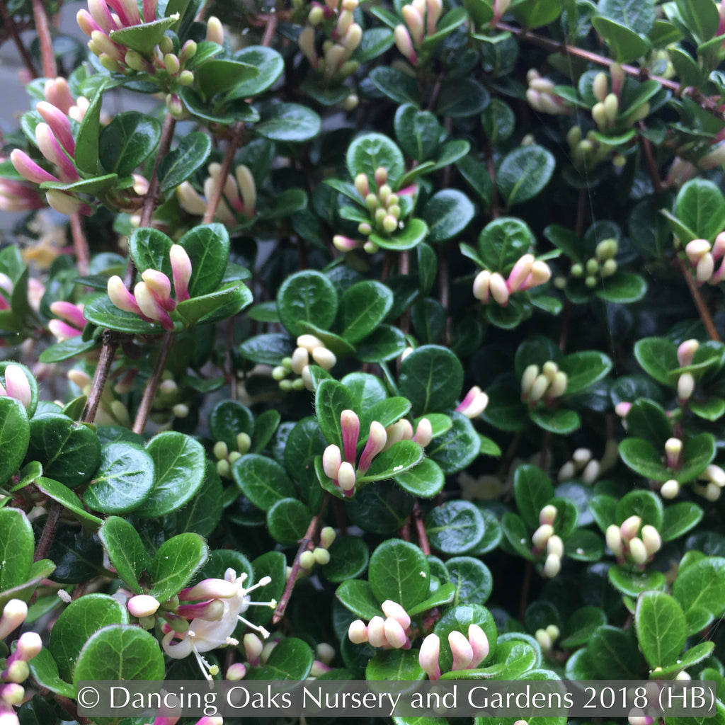 Lonicera crassifolia - Creeping Honeysuckle (3.5 Pot) | Little Prince To Go