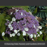 Shrubs ~ Hydrangea aspera ssp sargentiana ~ Dancing Oaks Nursery and Gardens ~ Retail Nursery ~ Mail Order Nursery