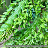 Ferns ~ Woodwardia orientalis, Oriental Chain Fern ~ Dancing Oaks Nursery and Gardens ~ Retail Nursery ~ Mail Order Nursery