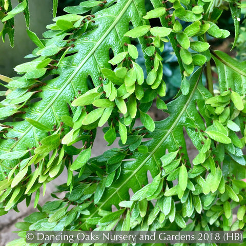 Ferns ~ Woodwardia orientalis, Oriental Chain Fern ~ Dancing Oaks Nursery and Gardens ~ Retail Nursery ~ Mail Order Nursery