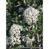 Shrubs ~ Ceanothus cuneatus var. ramulosus 'Rodeo Lagoon', California Lilac ~ Dancing Oaks Nursery and Gardens ~ Retail Nursery ~ Mail Order Nursery