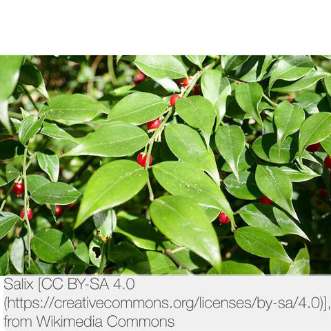 Shrubs ~ Sarcococca ruscifolia, Sweet Box ~ Dancing Oaks Nursery and Gardens ~ Retail Nursery ~ Mail Order Nursery