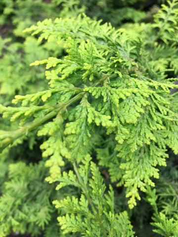 Trees ~ Chamaecyparis obtusa 'Fernspray Gold', Golden Fernspray Hinoki Cypress ~ Dancing Oaks Nursery and Gardens ~ Retail Nursery ~ Mail Order Nursery