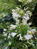 Perennials ~ Agapanthus Indigo Frost™ (syn. 'Twister' PP25,519) ~ Dancing Oaks Nursery and Gardens ~ Retail Nursery ~ Mail Order Nursery