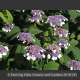 Shrubs ~ Hydrangea aspera ssp sargentiana ~ Dancing Oaks Nursery and Gardens ~ Retail Nursery ~ Mail Order Nursery