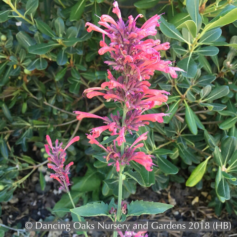 Perennials ~ Agastache 'Sunrise Red', Mexican Hyssop ~ Dancing Oaks Nursery and Gardens ~ Retail Nursery ~ Mail Order Nursery