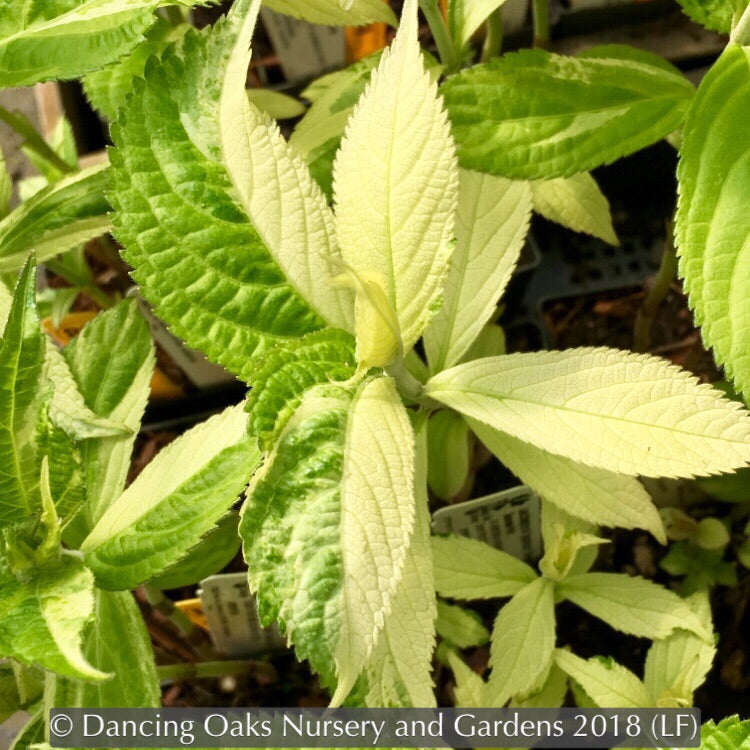 Perennials ~ Comanthosphace (syn. Leucosceptrum) japonica 'Variegatum', Japanese Mint ~ Dancing Oaks Nursery and Gardens ~ Retail Nursery ~ Mail Order Nursery