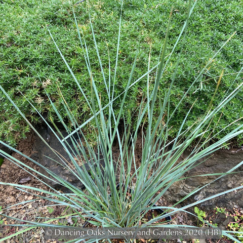 Grasses ~ Helictotrichon sempervirens, Blue Oat Grass ~ Dancing Oaks Nursery and Gardens ~ Retail Nursery ~ Mail Order Nursery