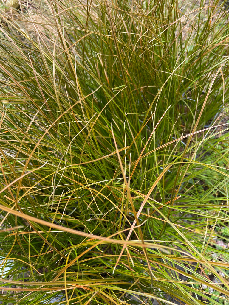 Carex testacea, Orange New Zealand Sedge Dancing Oaks Nursery and Gardens