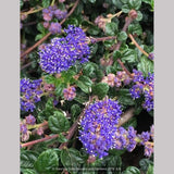Shrubs ~ Ceanothus 'Centennial', California Lilac ~ Dancing Oaks Nursery and Gardens ~ Retail Nursery ~ Mail Order Nursery