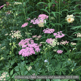 Perennials ~ Pimpinella major 'Rosea' ~ Dancing Oaks Nursery and Gardens ~ Retail Nursery ~ Mail Order Nursery