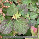 Shrubs ~ Hydrangea quercifolia 'Ruby Slippers', Oakleaf Hydrangea ~ Dancing Oaks Nursery and Gardens ~ Retail Nursery ~ Mail Order Nursery