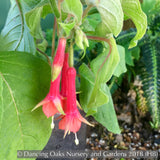 Perennials ~ Fuchsia 'Speciosa', Hardy Fuchsia ~ Dancing Oaks Nursery and Gardens ~ Retail Nursery ~ Mail Order Nursery