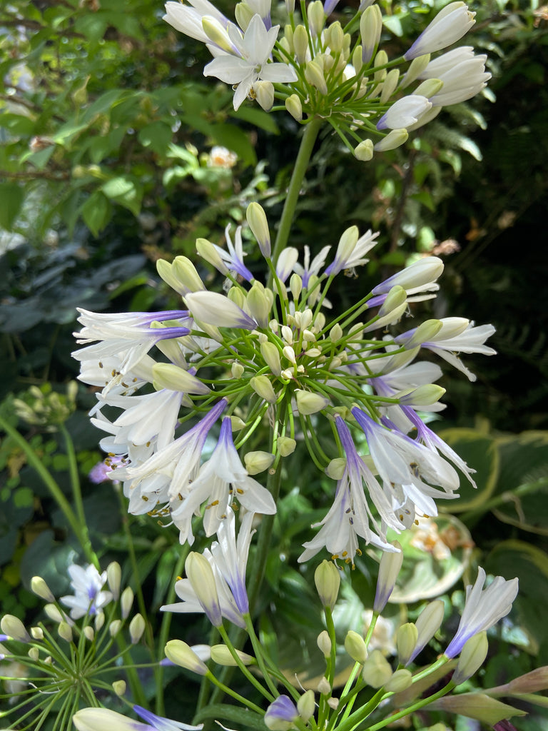 frost lily flower Agapanthus Indigo Frost™ (syn. 'Twister' PP25,519), Nile Lily