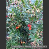 Shrubs ~ Arbutus unedo 'Oktoberfest', Strawberry Tree ~ Dancing Oaks Nursery and Gardens ~ Retail Nursery ~ Mail Order Nursery