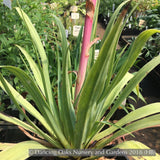 Perennials ~ Beschorneria septentrionalis, Red False Agave ~ Dancing Oaks Nursery and Gardens ~ Retail Nursery ~ Mail Order Nursery