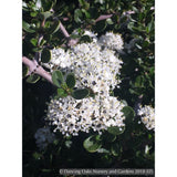 Shrubs ~ Ceanothus cuneatus var. ramulosus 'Rodeo Lagoon', California Lilac ~ Dancing Oaks Nursery and Gardens ~ Retail Nursery ~ Mail Order Nursery