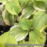 Trees ~ Clerodendrum trichotomum 'Carnival', Variegated Glory Bower ~ Dancing Oaks Nursery and Gardens ~ Retail Nursery ~ Mail Order Nursery
