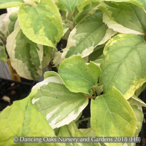 Trees ~ Clerodendrum trichotomum 'Carnival', Variegated Glory Bower ~ Dancing Oaks Nursery and Gardens ~ Retail Nursery ~ Mail Order Nursery