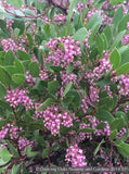 Shrubs ~ Arctostaphylos x 'Sonoma', Manzanita ~ Dancing Oaks Nursery and Gardens ~ Retail Nursery ~ Mail Order Nursery