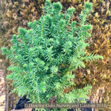 Shrubs ~ Cryptomeria japonica 'Vilmoriniana', Vilmorin's Japanese Cedar ~ Dancing Oaks Nursery and Gardens ~ Retail Nursery ~ Mail Order Nursery
