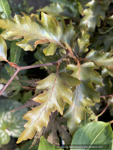 Trees ~ Fagus sylvatica 'Interrupta Purpurea',  European Beech ~ Dancing Oaks Nursery and Gardens ~ Retail Nursery ~ Mail Order Nursery