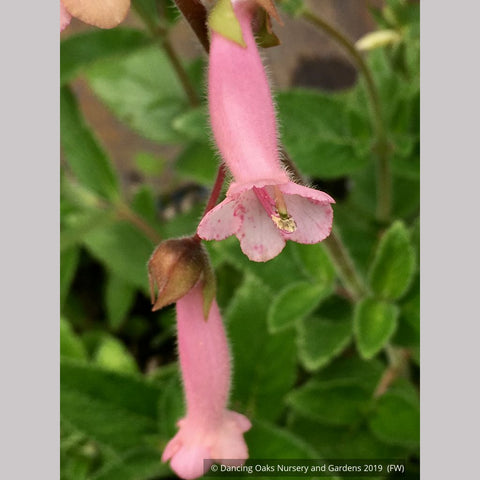 Perennials ~ Sinningia 'Invasion Force', Hardy Pink Gloxinia ~ Dancing Oaks Nursery and Gardens ~ Retail Nursery ~ Mail Order Nursery