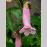 Perennials ~ Sinningia 'Invasion Force', Hardy Pink Gloxinia ~ Dancing Oaks Nursery and Gardens ~ Retail Nursery ~ Mail Order Nursery