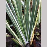 Perennials ~ Iris foetidissima 'Variegata', Gladwyn Iris ~ Dancing Oaks Nursery and Gardens ~ Retail Nursery ~ Mail Order Nursery