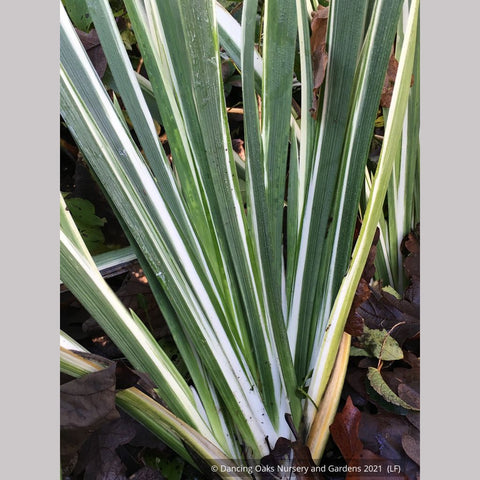 Perennials ~ Iris foetidissima 'Variegata', Gladwyn Iris ~ Dancing Oaks Nursery and Gardens ~ Retail Nursery ~ Mail Order Nursery