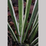 Perennials ~ Iris foetidissima 'Variegata', Gladwyn Iris ~ Dancing Oaks Nursery and Gardens ~ Retail Nursery ~ Mail Order Nursery