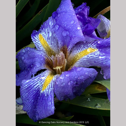 Perennials ~ Iris lazica, Lazistan Iris ~ Dancing Oaks Nursery and Gardens ~ Retail Nursery ~ Mail Order Nursery