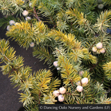 Shrubs ~ Juniperus conferta 'All Gold', Golden Shore Juniper ~ Dancing Oaks Nursery and Gardens ~ Retail Nursery ~ Mail Order Nursery