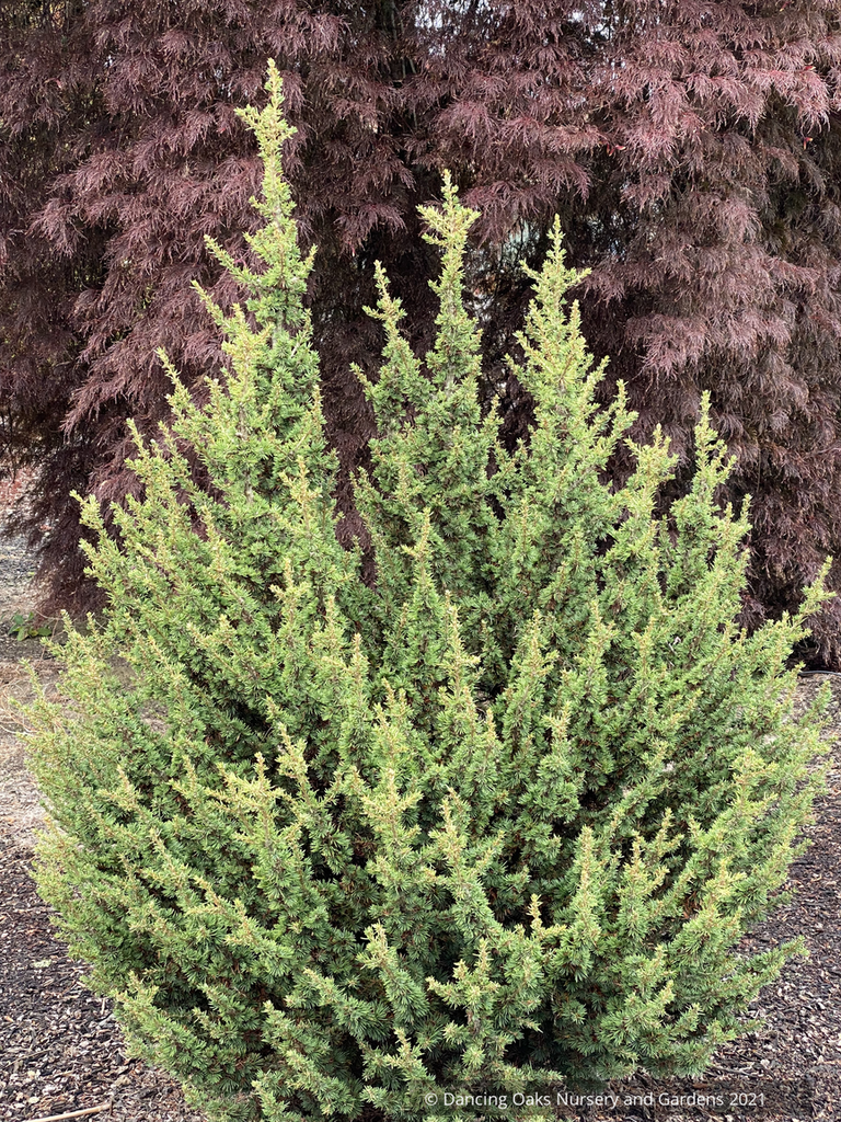 Cedrus brevifolia 'Kenwith', Kenwith Cypriot cedar – Dancing Oaks