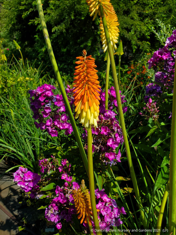 Kniphofia Hybrids, Torch Lily – Dancing Oaks Nursery and Gardens