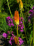 Perennials ~ Kniphofia Hybrids, Torch Lily ~ Dancing Oaks Nursery and Gardens ~ Retail Nursery ~ Mail Order Nursery