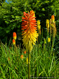 Perennials ~ Kniphofia Hybrids, Torch Lily ~ Dancing Oaks Nursery and Gardens ~ Retail Nursery ~ Mail Order Nursery