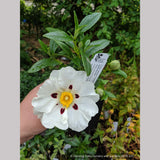 Shrubs ~ Cistus ladanifer 'Paladin', Rock Rose ~ Dancing Oaks Nursery and Gardens ~ Retail Nursery ~ Mail Order Nursery