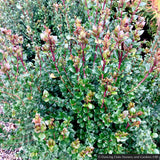 Shrubs ~ Luma apiculata, Chilean Myrtle ~ Dancing Oaks Nursery and Gardens ~ Retail Nursery ~ Mail Order Nursery