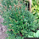 Shrubs ~ Luma apiculata, Chilean Myrtle ~ Dancing Oaks Nursery and Gardens ~ Retail Nursery ~ Mail Order Nursery