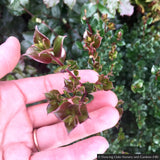 Shrubs ~ Luma apiculata, Chilean Myrtle ~ Dancing Oaks Nursery and Gardens ~ Retail Nursery ~ Mail Order Nursery